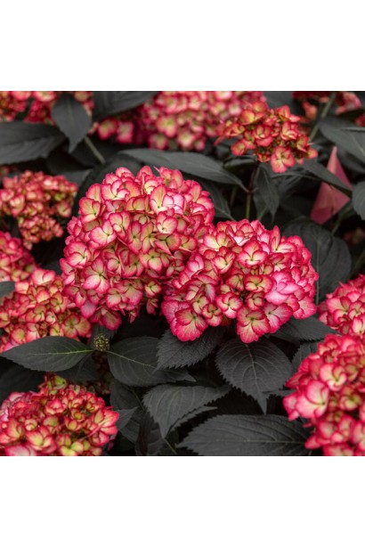 Гортензия макрофила Эклипс